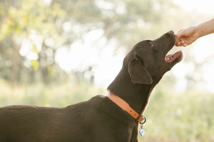 Labrador bekommt ein Leckerli aus der Hand