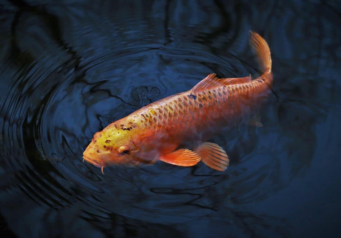 Fische