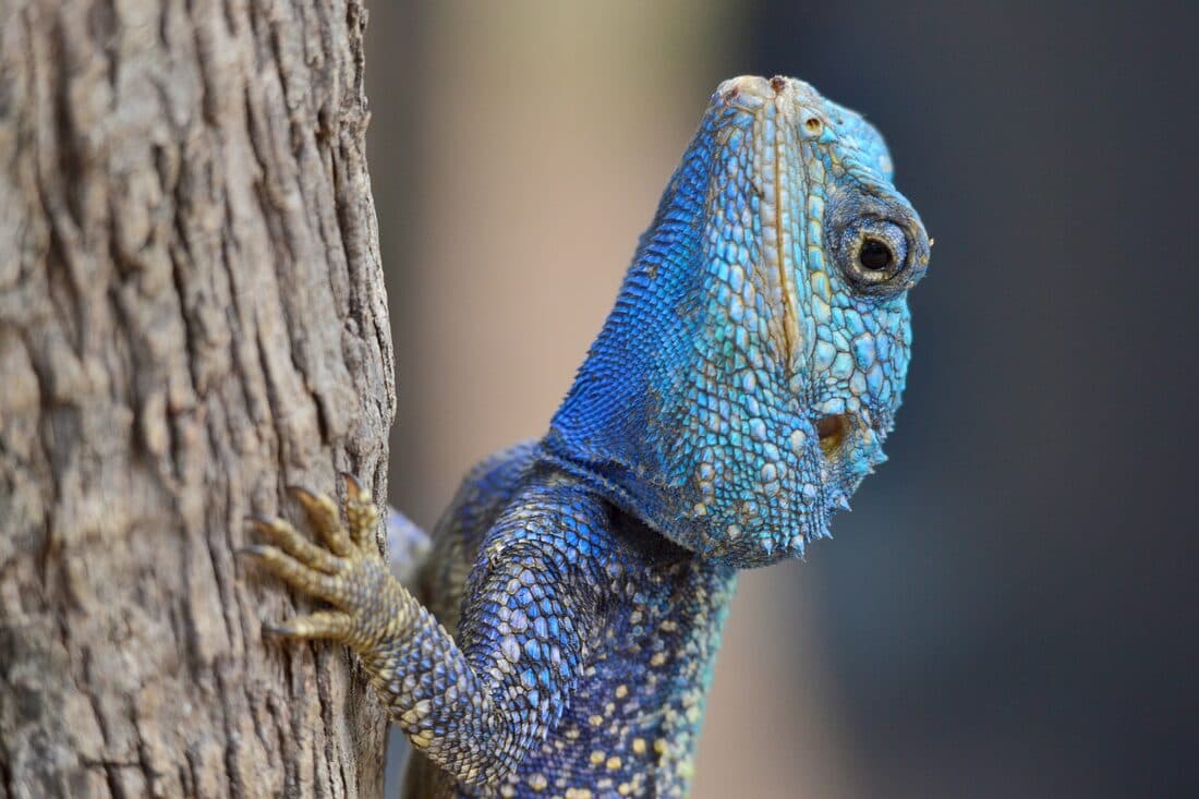 Reptilien