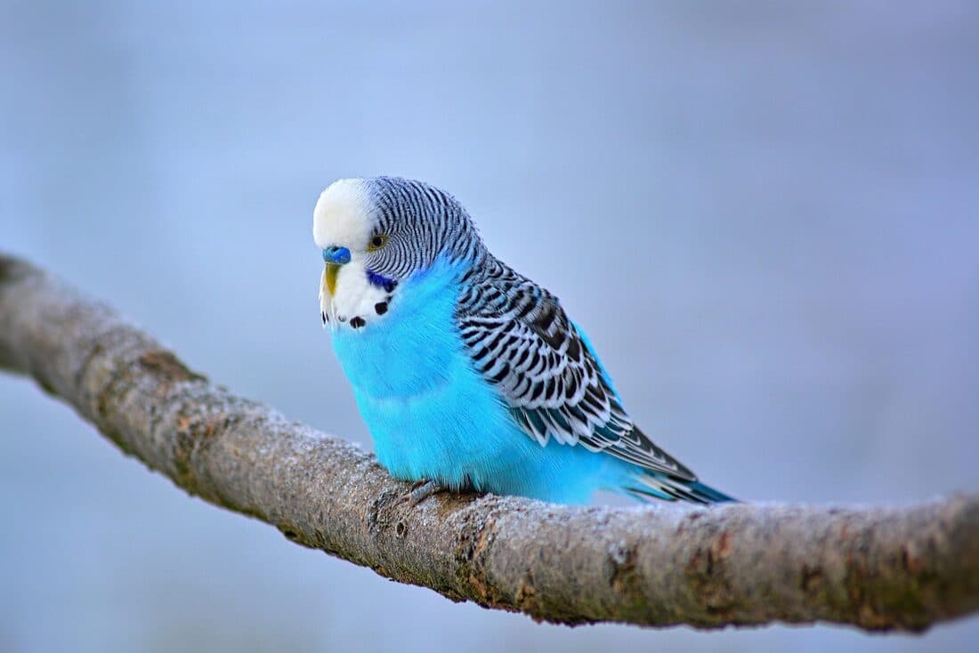 Vögel
