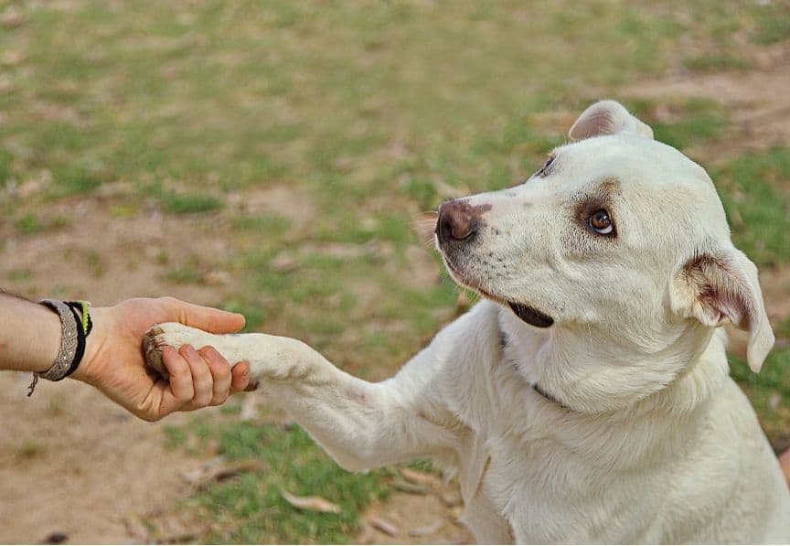 Hund legt seine Pfote in eine Hand