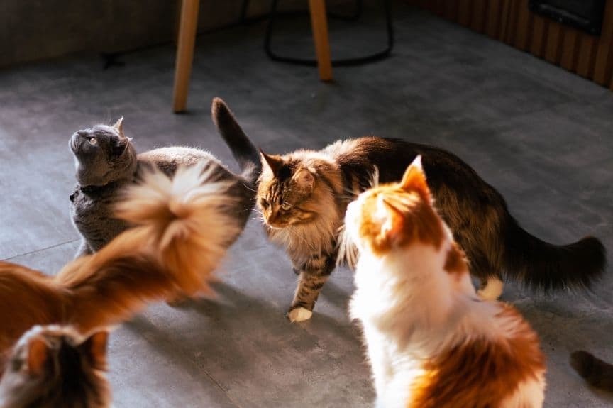 Mehrere Katzen verschiedener Rassen auf dem Boden