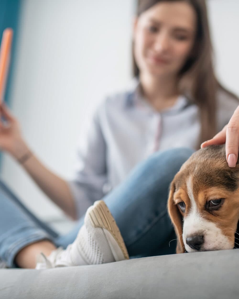 VetGuru – Tiergesundheit