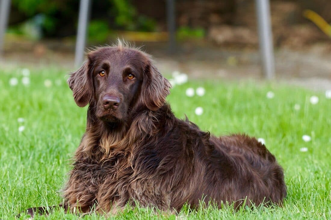 Hund