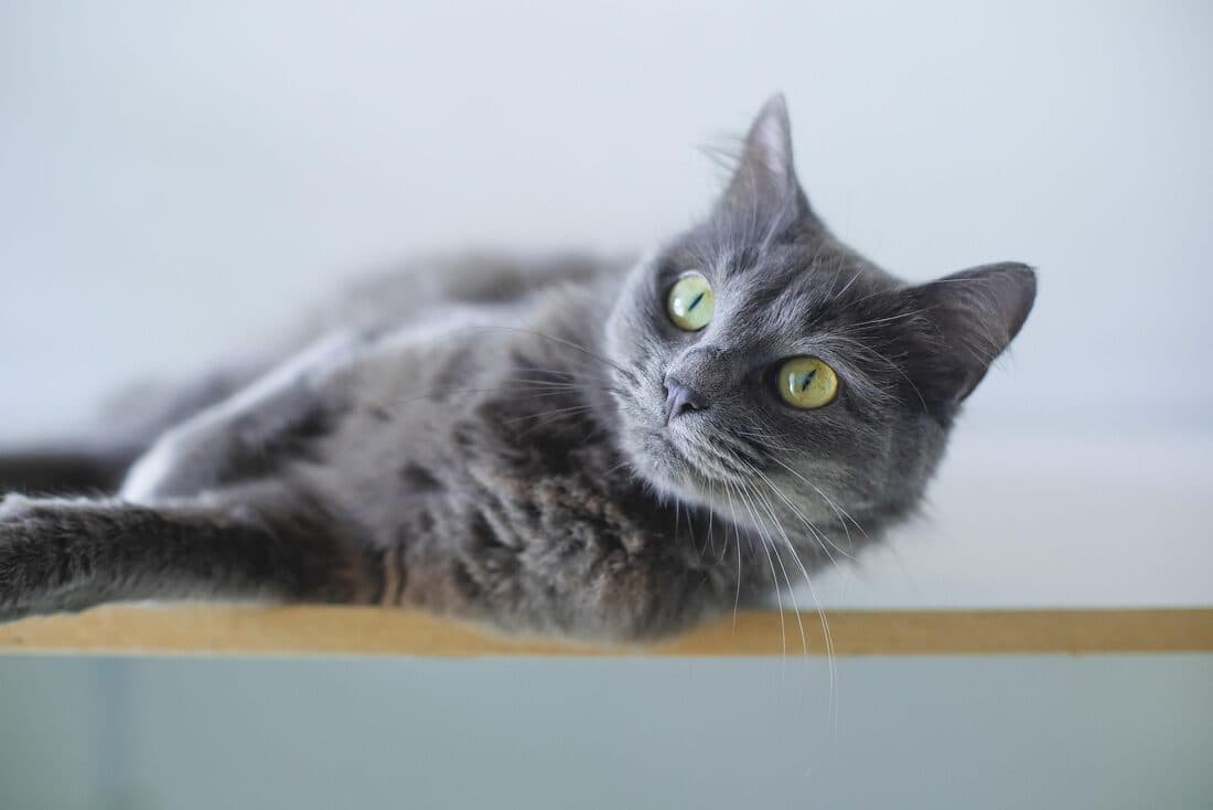 Katze
